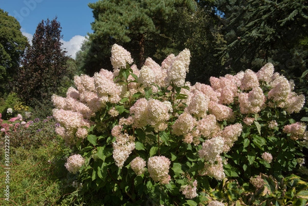 Obraz Flower Head of a Paniculate Hydrangea Shrub (Hydrangea paniculata 'Phantom') Growing in a Country Cottage Garden in Rural Devon, England, UK