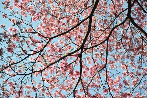 Fototapeta red and blue