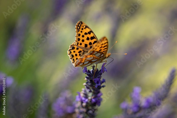 Fototapeta Perlmuttfalter