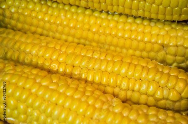 Fototapeta yellow corn background