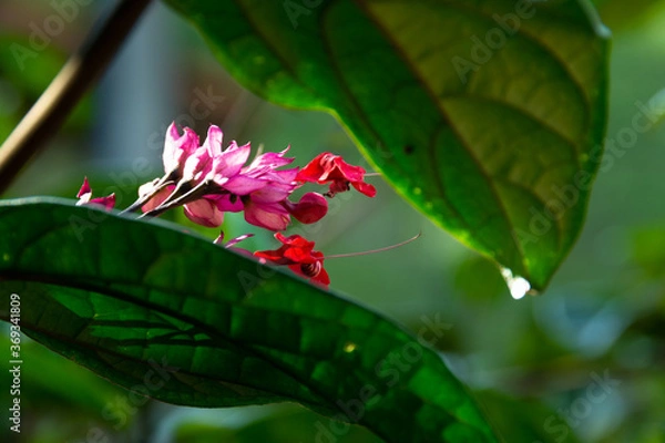 Fototapeta 
Wild flower