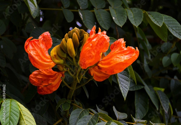 Fototapeta 
Wild flower