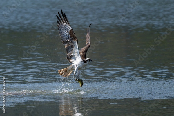 Fototapeta Osprey catching a fish and taking off from water.