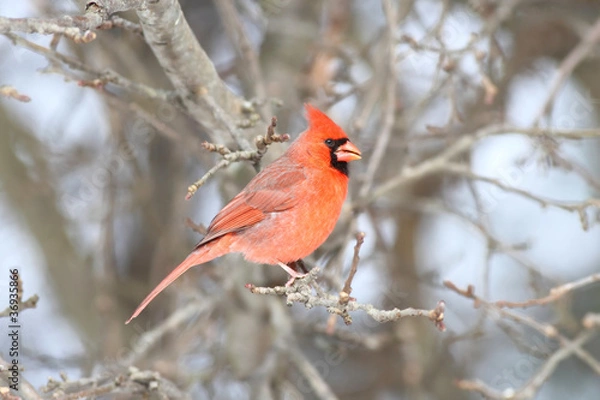 Fototapeta Cardinal On A Perch