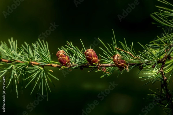 Obraz Tiny pine cones on branch