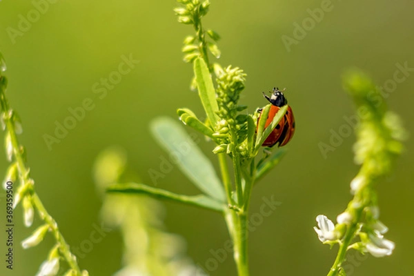 Obraz Ladybug on plant