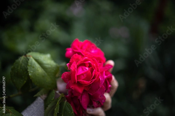 Fototapeta pink rose in garden