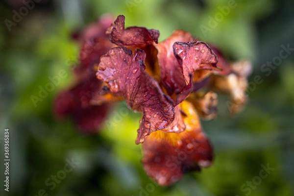Fototapeta red and yellow flower
