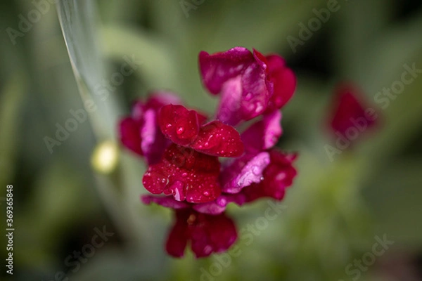 Fototapeta red and white flower