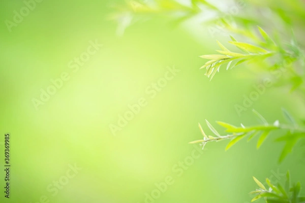 Fototapeta Beautiful nature green leaf under sunlight on blurred and bokeh background with copy space for text.
