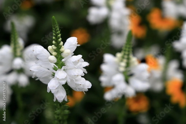 Obraz 白いハナトラノオの花