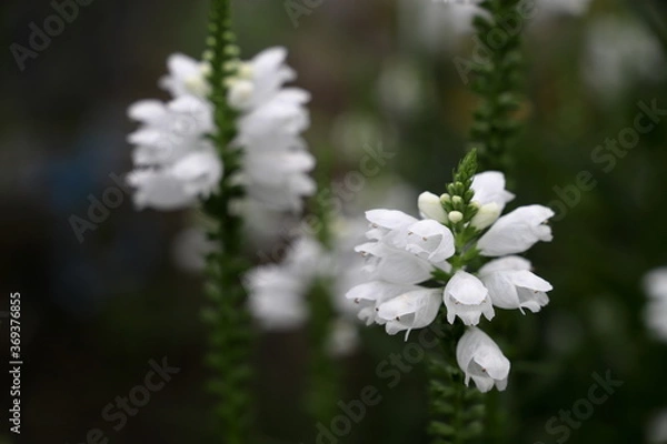 Fototapeta 白いハナトラノオの花