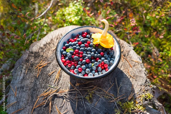 Obraz Wild blueberries and lingonberries with chanterelle mushroom in bowl on stump in forest. Foraging on berries is a tradition of Scandinavia. Natural organic food picked up in the wild of Nordic forest