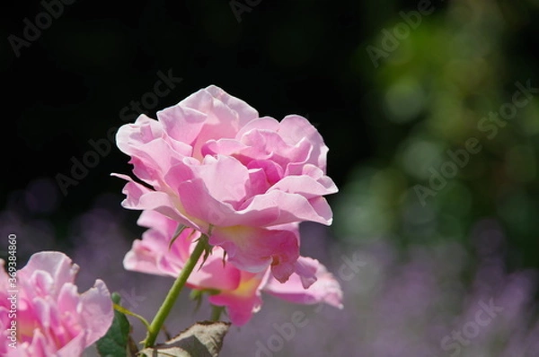 Fototapeta 薔薇の花