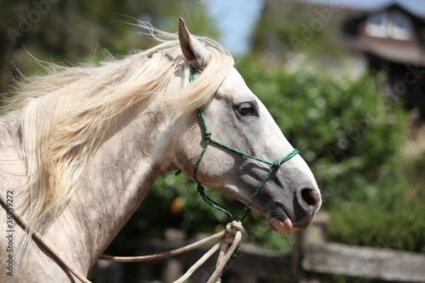 Fototapeta Knotenhalfter