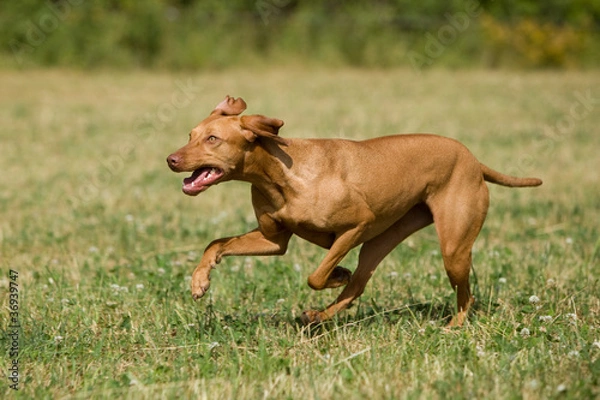 Fototapeta Magyar Vizsla