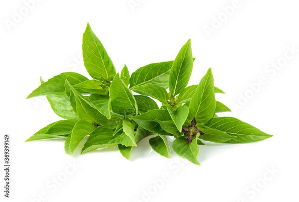 Obraz thai basil isolated on white background