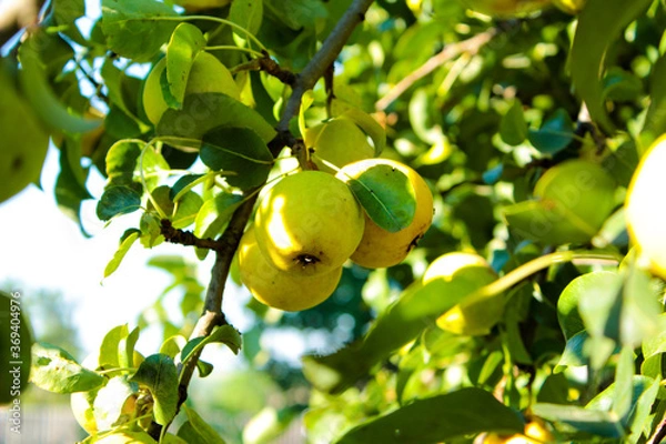 Fototapeta pear on tree