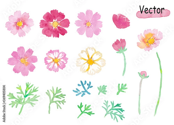 Obraz 水彩で描いたコスモスのイラスト コレクション