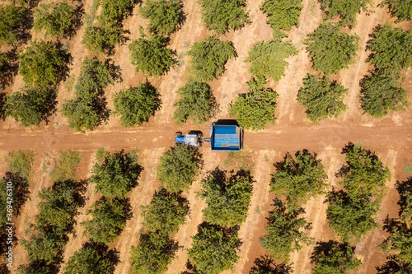 Obraz Blue Tractor crossing an Almond tree orchard, Aerial image.