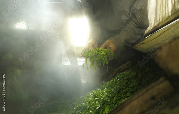 Fototapeta Japanese green tea processing Factory. Worker busy checking and processing the fresh spring harvested green tea.