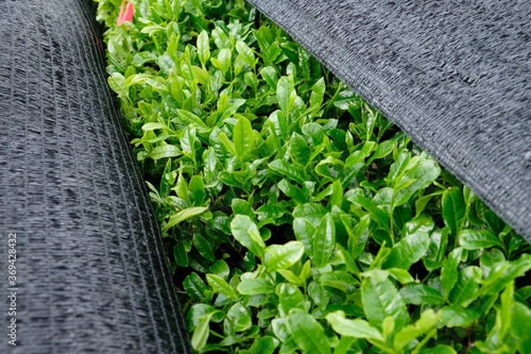 Fototapeta Kabuse Sencha is a premium tea rich in umami flavour among Japanese tea. Its shaded for two weeks with a black nest before being harvested in early spring.