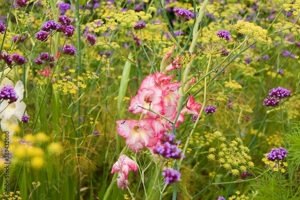 Obraz flowers in the meadow
