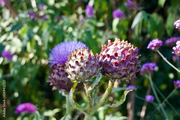 Fototapeta purple flower
