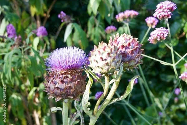 Obraz purple thistle flower