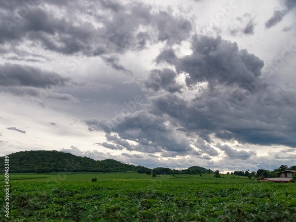 Obraz landscape Corn fields and mountain
