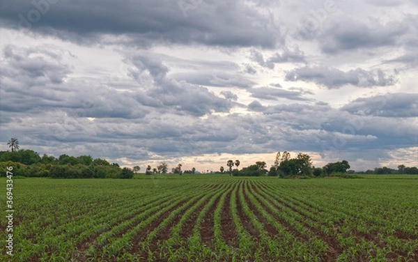 Obraz landscape Corn fields and mountain