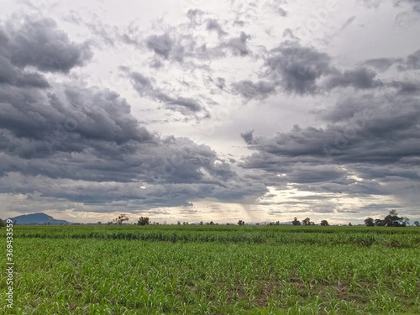 Obraz landscape Corn fields and mountain