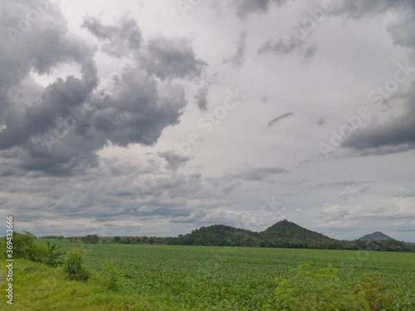 Obraz landscape Corn fields and mountain
