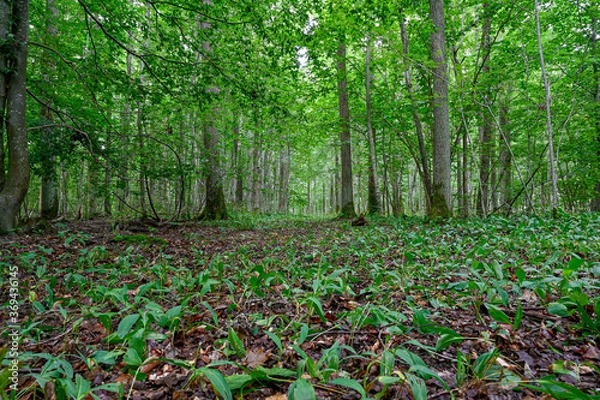 Fototapeta low perspective in a green forest in Sweden