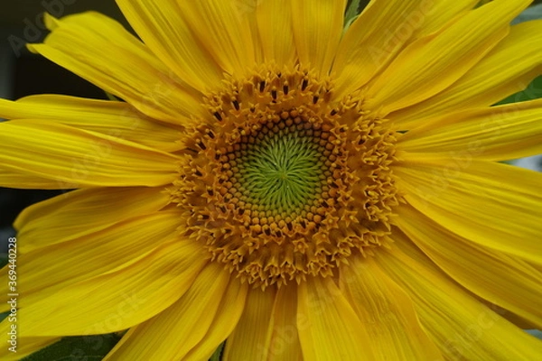 Fototapeta sunflower close up