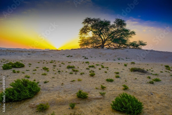 Obraz sunrise over the desert of Bahrain tree of life.