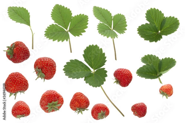 Obraz fragoline di bosco