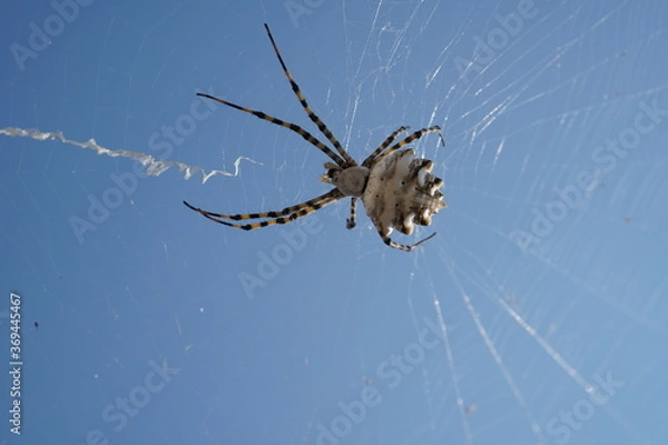 Obraz spider with web on blue background