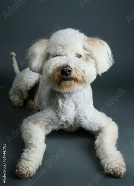 Obraz Labradoodle portrait