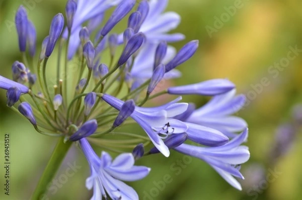 Obraz Agapanthus 