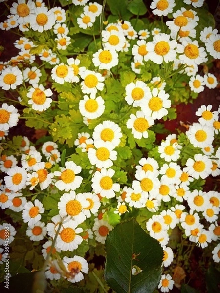 Obraz daisies in a garden