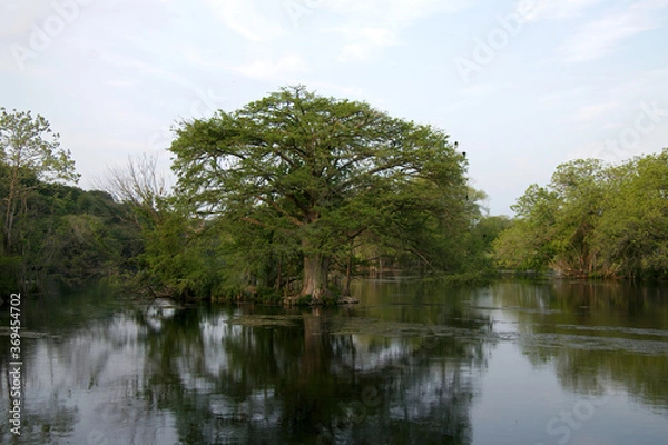 Fototapeta cypress tree in the Comal river in New Braunfels, Texas