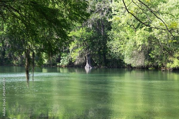 Fototapeta cypress trees on the Comal river in New Braunfels, Texas