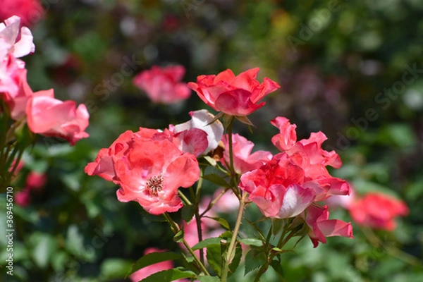 Fototapeta 夏の庭園で咲く赤色のバラの花　花霞