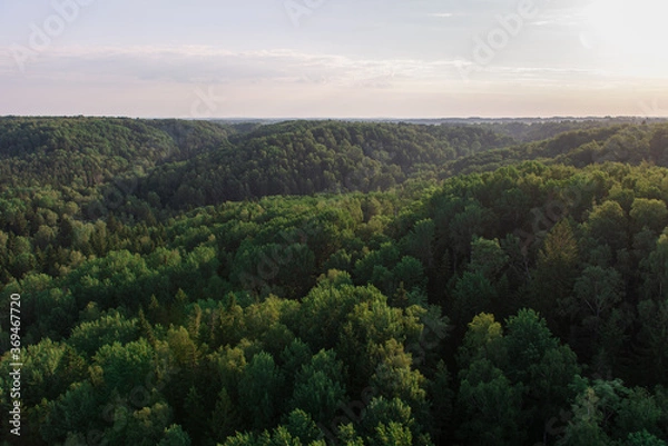 Obraz rising sun over a green forest