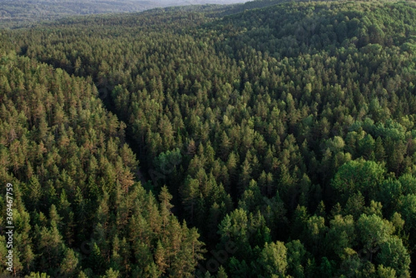 Obraz forest with lonely road going through