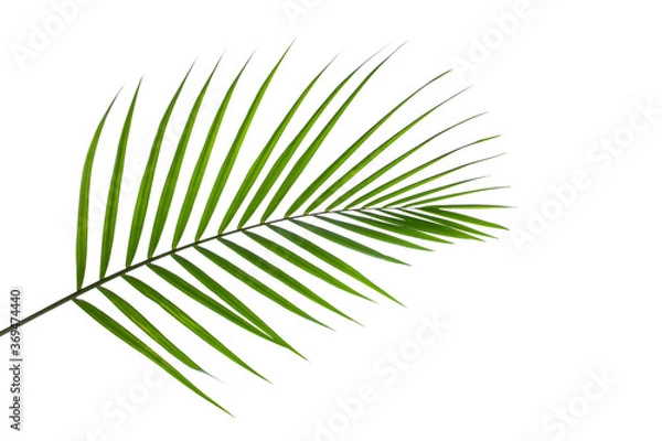 Fototapeta leaves of coconut isolated on white background with clipping path for design elements, tropical leaf, summer background