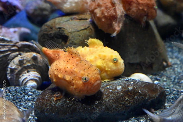 Obraz 石の上で仲良く休憩する可愛いフウセンウオ