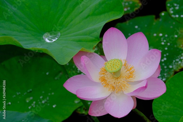 Obraz 雨上がりの蓮