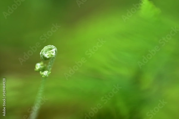 Fototapeta Closeup nature view of beautiful fern on blurred greenery background in garden with copy space for text using as background natural green plants landscape,